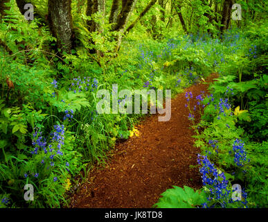 Percorso in Mount Pisgah Arboretum con fiori di colore blu. (Delphinium trolliifolium) Oregon. Foto Stock