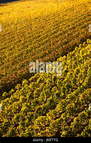 Francia, regione Aquitania, Gironde Department, St-Emilion, wine town, UNESCO-elencati di vigneti Foto Stock