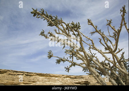 Oman, Regione di Dhofar, Salalah, Arabischer Weihrauch, boswellia sacra, Strauch, Felsen, dettaglio Foto Stock