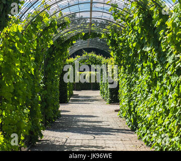 Bella vicolo dei cespugli. Foto Stock