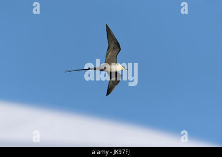 Long-tailed Skua - Stercorarius longicaudus Foto Stock