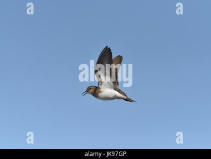 Di Temminck stint - Calidris temminckii Foto Stock