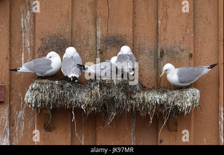 Kittiwake - Rissa tridactyla Foto Stock