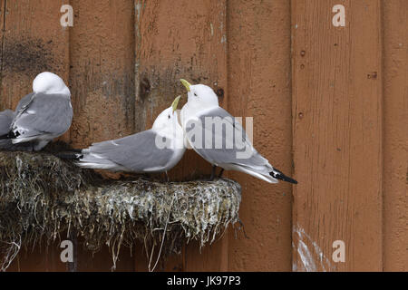 Kittiwake - Rissa tridactyla Foto Stock