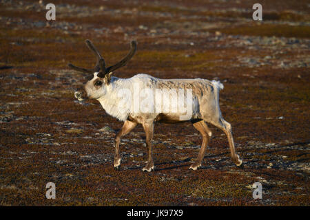 - Di renne - Rangifer tarandus - maschio in velluto Foto Stock