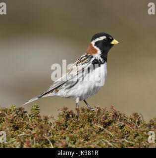 Lapland Bunting - Calcarius lapponicus - maschio Foto Stock