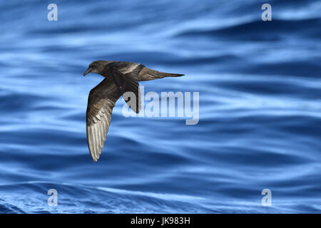 Bulwer's Petrel - Bulweria bulwerii Foto Stock