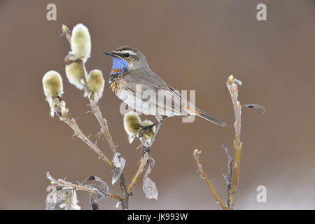 - Pettazzurro Luscinia svecica Foto Stock