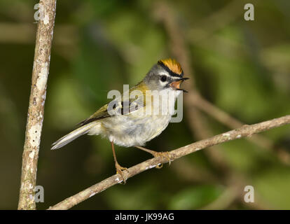 Madeira Firecrest - Regulus madeirensis Foto Stock