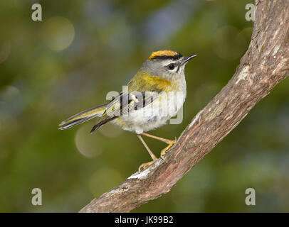 Madeira Firecrest - Regulus madeirensis Foto Stock