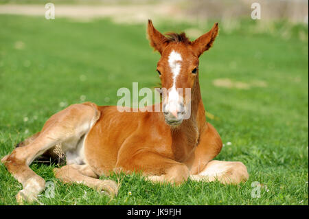 Colt su un prato in giorno di estate Foto Stock