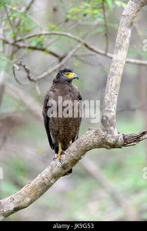 Crested Eagle serpente in appoggio su una struttura ad albero Foto Stock