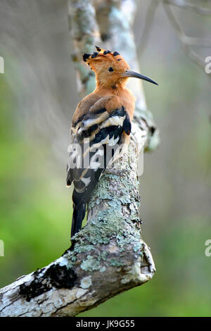 Bellissima Upupa (Upupa epops) possing sul ramo Foto Stock