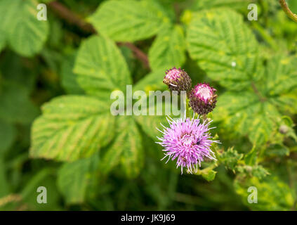 Close up Scottish thistle, Onopordum acanthium, con una sfocata sfondo verde, East Lothian, Scozia l, REGNO UNITO Foto Stock