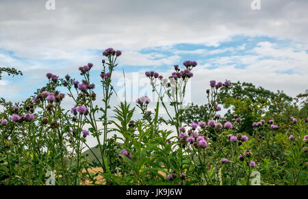 Bassa prospettiva di elevati della coltivazione del cotone scozzese di cardi, Onopordum acanthium , contro il cielo blu in estate, East Lothian, Scozia, Regno Unito Foto Stock