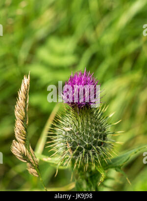 Chiusura del singolo cotone scozzese thistle, Onopordum acanthium. con sfocato sfondo verde, East Lothian, Scozia, Regno Unito Foto Stock