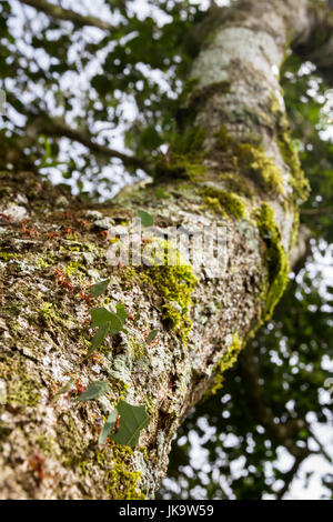 Chiudere con un obiettivo grandangolare di un gruppo di taglio a foglia formiche in su e in giù un albero in Costa Rica Foto Stock