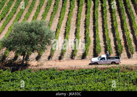 Il Cile, Casablanca, Vina cantina Indomita, vigneto Foto Stock