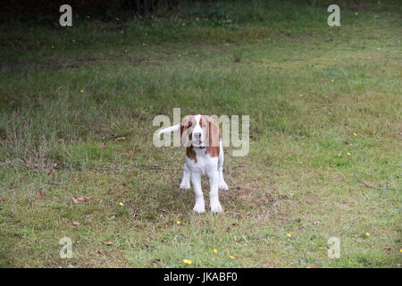 A 14 settimane vecchio Welsh Springer Spaniel sta guardando la telecamera Foto Stock