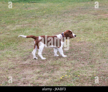 A 14 settimane vecchio pedigree Welsh Springer Spaniel cucciolo Foto Stock