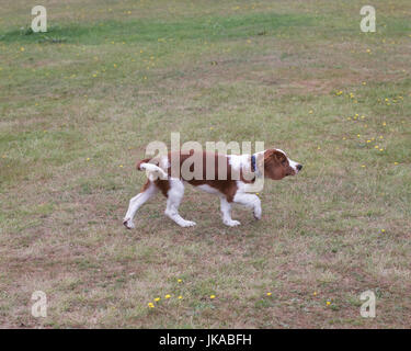 A 14 settimane vecchio pedigree Welsh Springer Spaniel cucciolo Foto Stock