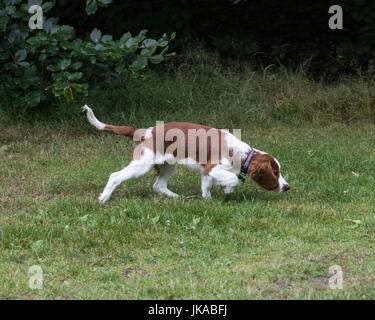 A 14 settimane vecchio pedigree Welsh Springer Spaniel cucciolo le vie un profumo nel parco Foto Stock