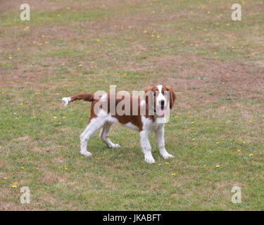 A 14 settimane vecchio pedigree Welsh Springer Spaniel cucciolo Foto Stock