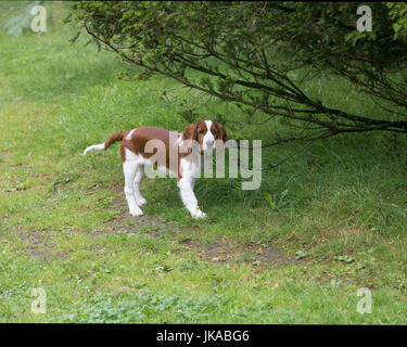 A 14 settimane vecchio pedigree Welsh Springer Spaniel cucciolo Foto Stock