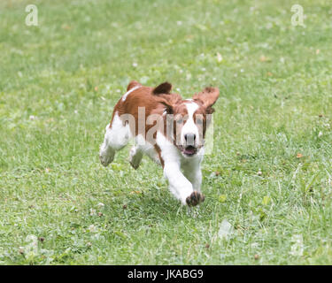 A 14 settimane vecchio Welsh Springer Spaniel cucciolo che corre verso la telecamera Foto Stock