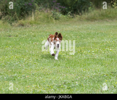 A 14 settimane vecchio Welsh Springer Spaniel cucciolo che corre verso la telecamera Foto Stock