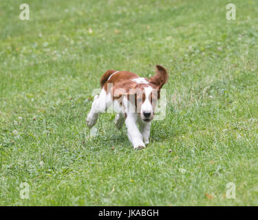 A 14 settimane vecchio Welsh Springer Spaniel cucciolo che corre verso la telecamera Foto Stock