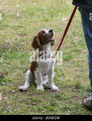 A 14 settimane vecchio Welsh Springer Spaniel cucciolo Foto Stock