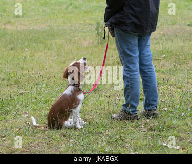 La formazione di un 14 settimane vecchio Welsh Springer Spaniel cucciolo Foto Stock