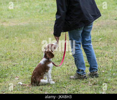 La formazione di un 14 settimane vecchio Welsh Springer Spaniel cucciolo Foto Stock