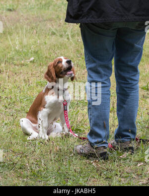 La formazione di un 14 settimane vecchio Welsh Springer Spaniel cucciolo a sedersi Foto Stock