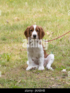 A 14 settimane vecchio Welsh Springer Spaniel cucciolo Foto Stock