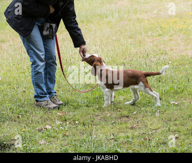 La formazione di un 14 settimane vecchio Welsh Springer Spaniel cucciolo a stand Foto Stock