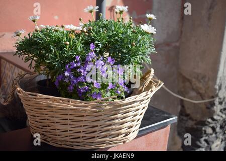 Cestino con fiori di close-up, di fronte a una casa a Bocadasse spiaggia vicino a Genova, Italia Foto Stock