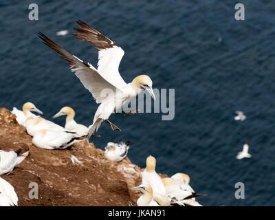 Sule (Morus Bassanus) in Troup Testa, Scozia Foto Stock