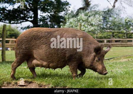 Età del ferro e i suini in un campo Foto Stock