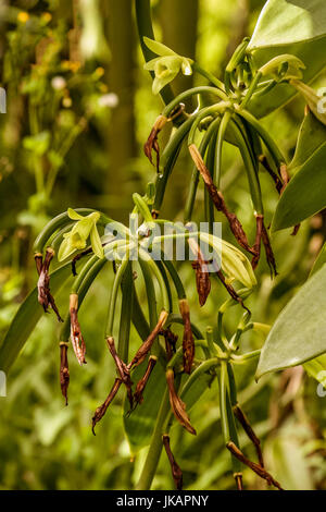 Vanilla planifolia, fiori di vaniglia Bourbon del Madagascar. La formazione del bean dopo essiccamento del fiore Foto Stock