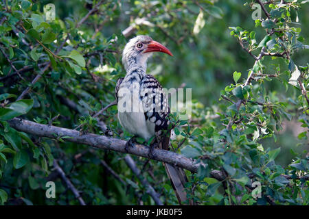 Red fatturati Hornbill Parco Nazionale Kruger Sud Africa Foto Stock