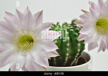 In prossimità di una regina della notte cactus con due blossoms, close up, macro, sfondo bianco Foto Stock