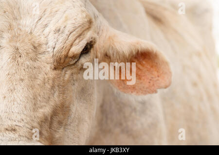 La vita quotidiana in una fattoria con le mucche in campagna. Primo piano del corpo di vacca, bovini in stabile Foto Stock
