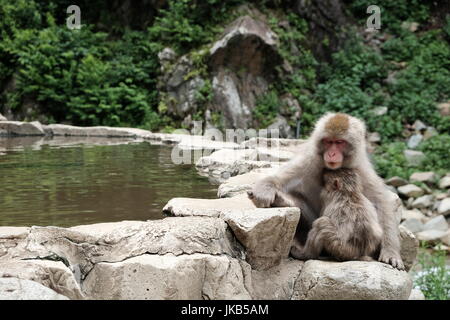 Snow monkey prendendo un pan con il suo bambino Foto Stock