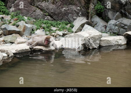 Snow monkey prende un drink da un laghetto Foto Stock