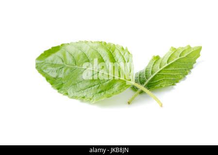Santo foglia di basilico isolati su sfondo bianco,è coltivato per i religiosi e per scopi medicinali e per il suo olio essenziale. È ampiamente noto acro Foto Stock