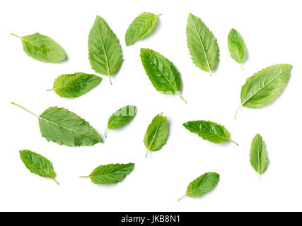Santo foglia di basilico isolati su sfondo bianco,è coltivato per i religiosi e per scopi medicinali e per il suo olio essenziale. È ampiamente noto acro Foto Stock