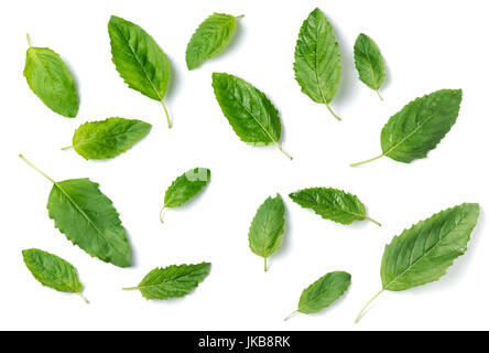 Santo foglia di basilico isolati su sfondo bianco,è coltivato per i religiosi e per scopi medicinali e per il suo olio essenziale. È ampiamente noto acro Foto Stock