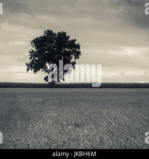 Stati Uniti d'America, Pennsylvania, Pennsylvania Dutch Country, Paradiso, albero solitario Foto Stock